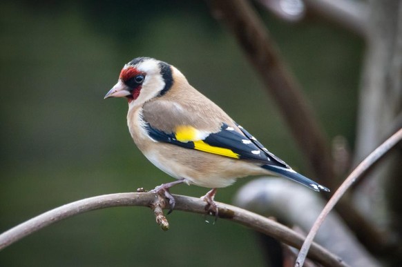 Stieglitz (Carduelis carduelis)