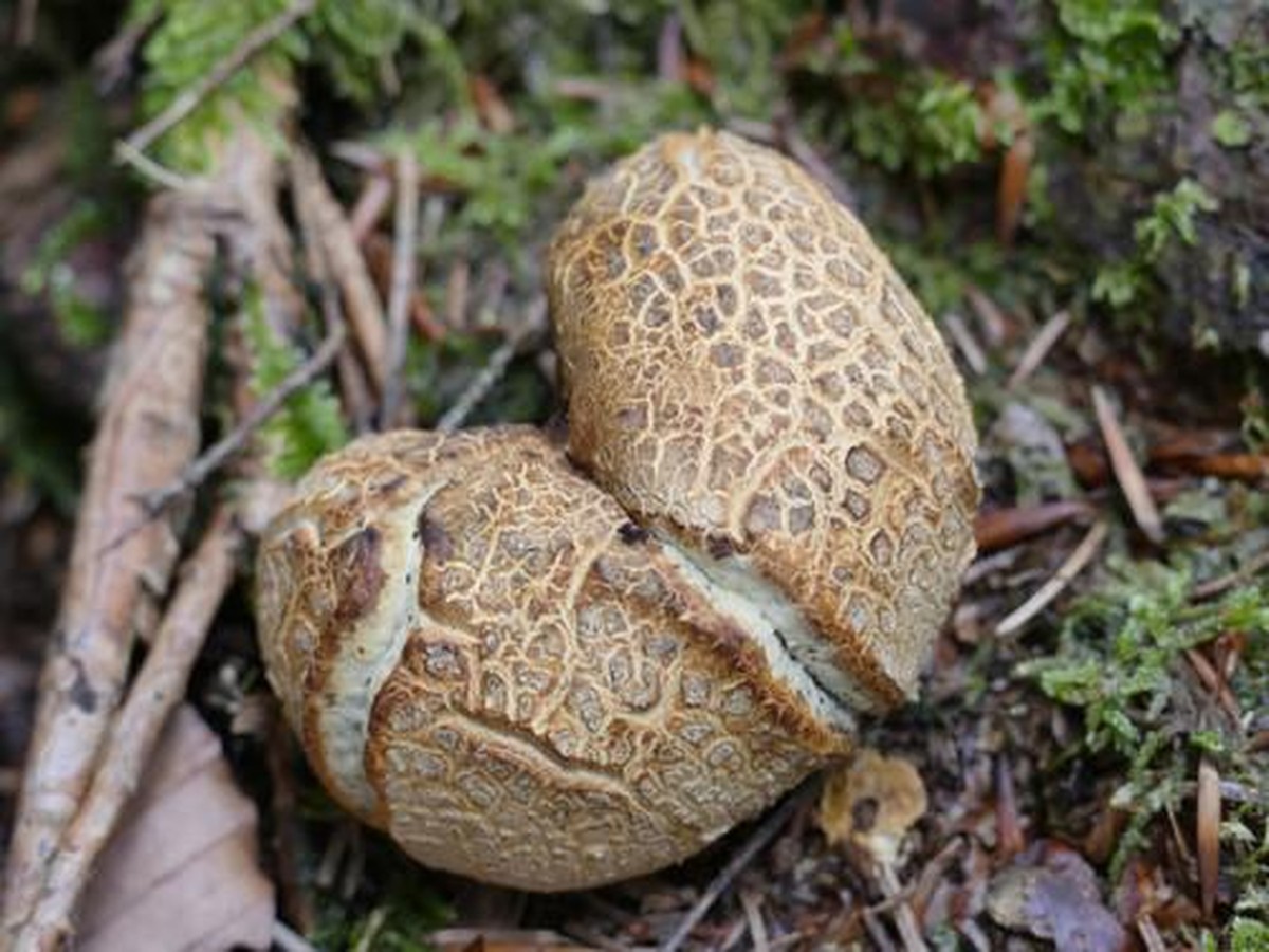 Kartoffelbovist