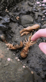 Animiertes GIF