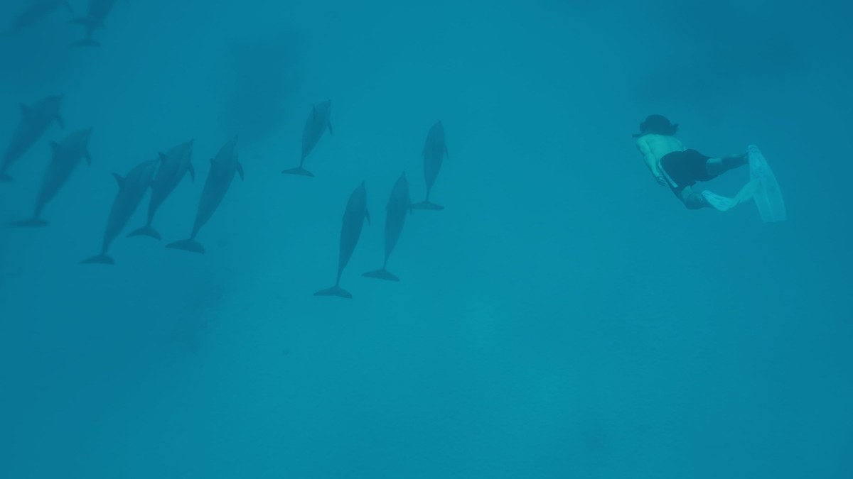 Wie wäre es mit einem Schnorchelausflug mit Delfinen?