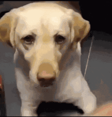 Animiertes GIF