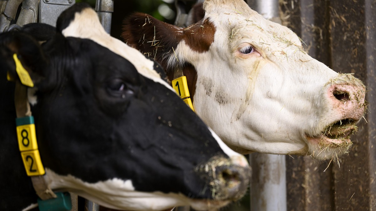 Une vache laitiere mange du fourrage (foin) lors d'une visite d'une exploitaion agricole afin de faire le point sur la secheresse actuelle et aux defis climatiques dans l'agriculture ce ...