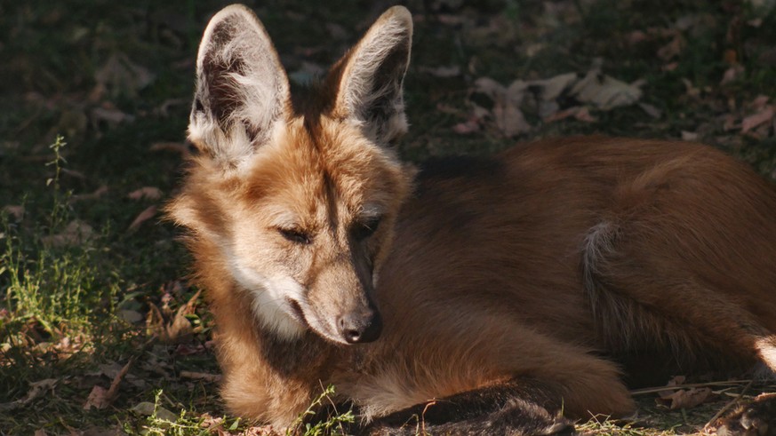 Mähnenwolf