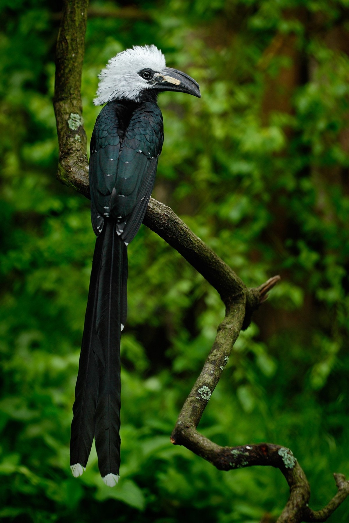 White-crested hornbill / Western long-tailed hornbill Horizocerus albocristatus / Tockus albocristatus, native to Central and West Africa 33343TLG