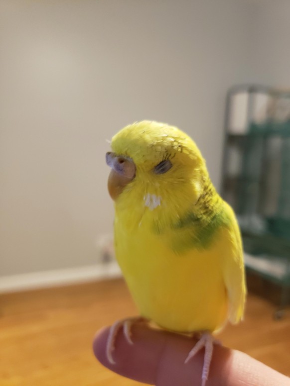 nice news animal bird parrot https://imgur.com/t/aww/DIWgLhU