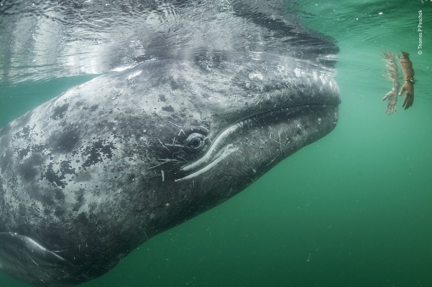 Credit: Thomas P. Peschak/www.thomaspeschak.com 

/ Wildlife Photographer of the Year