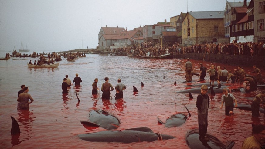 The waters of Torshavn harbour in the Faroe Islands is red with the blood of slaughtered pilot whales, 11th October 1947. (Photo by Hulton Archive/Getty Images)
