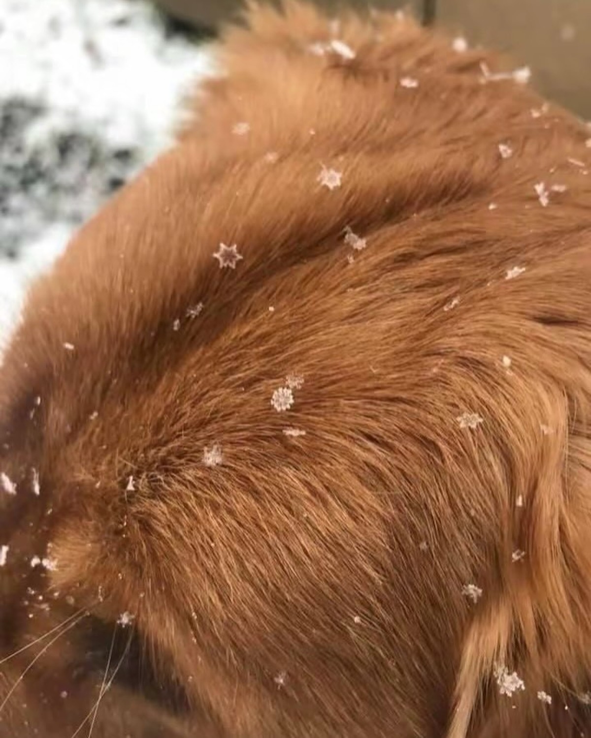 cute news tier schneeflock

https://www.instagram.com/p/DTK_xfjDC1t/?img_index=1