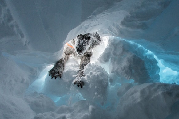 Un chien creuse pour trouver des personnes lors du cours annuel des conducteurs de chien d'avalanches a Siviez / Nendaz ce mardi 19 janvier 2016. (KEYSTONE/Lionel Michaud)