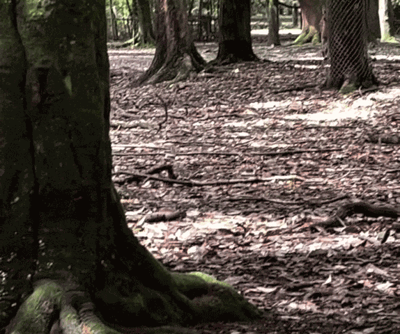 Animiertes GIF