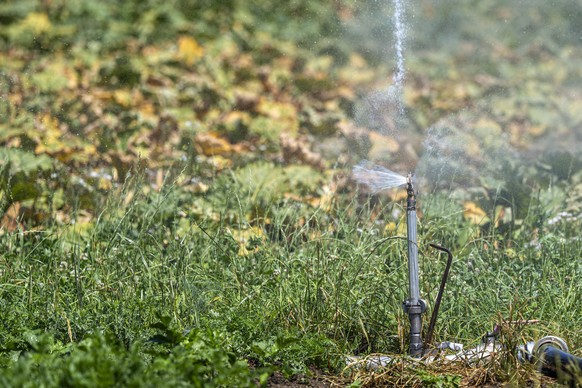 Eine Sprinkleranlage waessert ein ausgetrocknetes Feld mit Rhabarberstauden am Montag, 22. Juni 2026, in Wichtrach. Eine Hitzewelle und Trockenheit hat die Schweiz erfasst. (KEYSTONE/Peter Schneider)