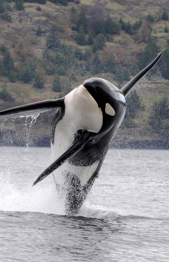 cute news tier orca

https://www.reddit.com/r/orcas/comments/1rwmf91/massive_male_orca/