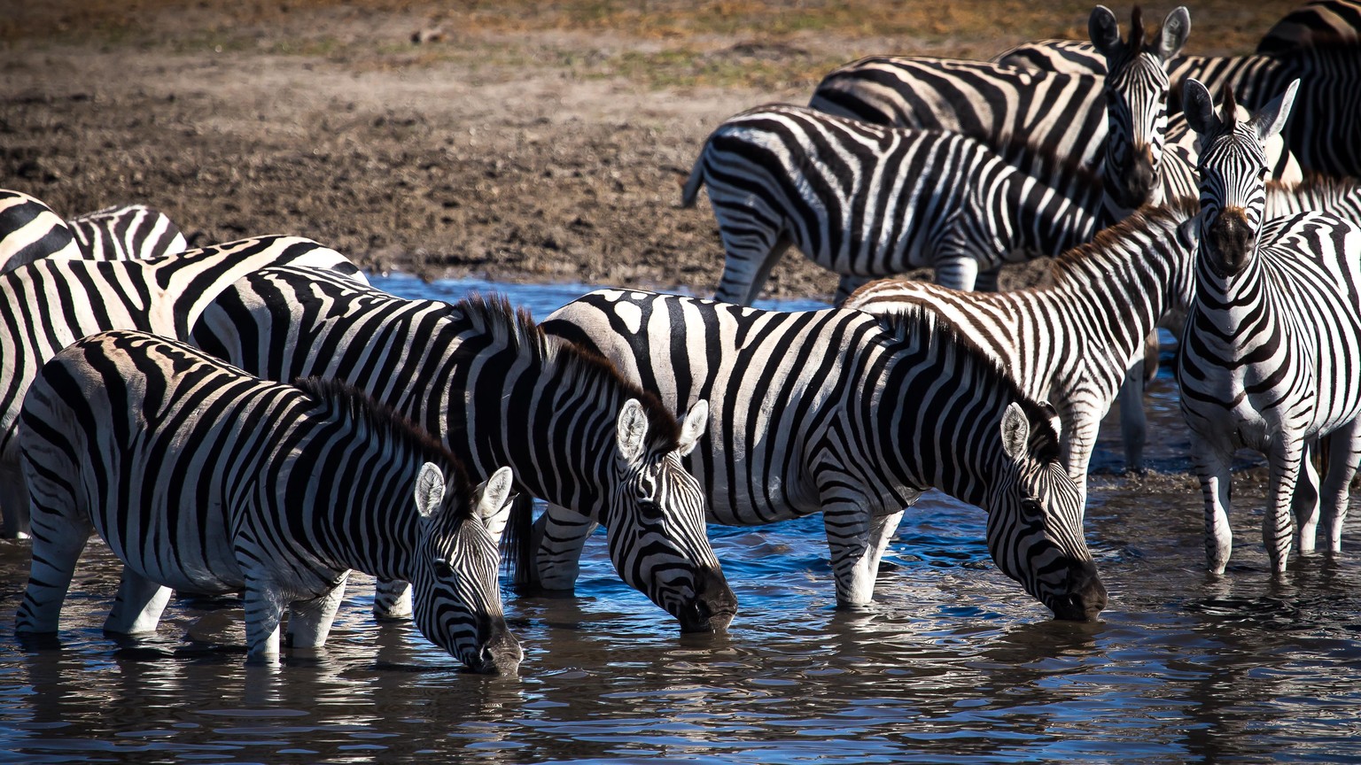 Zebras während der Migration am Boteti River in Botswana.