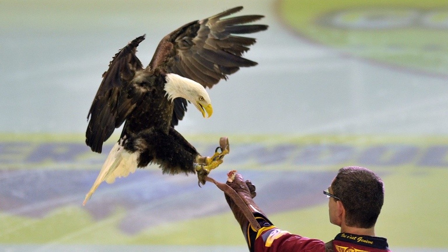 L&#039;aigle Sherkan, veritable mascotte vivante du Geneve-Servette hockey fait son entree, lors du match du championnat suisse de hockey sur glace de National League LNA, entre le Geneve Servette HC  ...