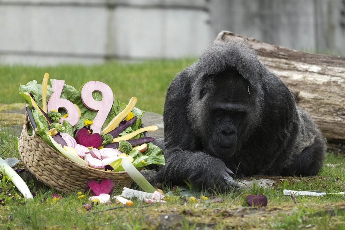 13.04.2026, Berlin: Gorillaweibchen Fatou nascht Gem
