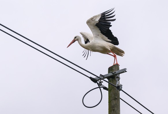 24.07.2025, Brandenburg, Frankfurt (Oder): Ein Wei�storch fliegt von einem Strommast in den tr�ben Sommerhimmel. (zu dpa: �Tr�bes Wetter in Berlin und Brandenburg erwartet�) Foto: Patrick Pleul/dpa ++ ...