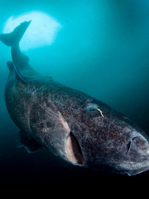 cute news tier grönlandhai

https://www.reddit.com/r/NatureIsFuckingLit/comments/11kkmdj/oldest_greenland_shark_is_believed_to_be_upwards/