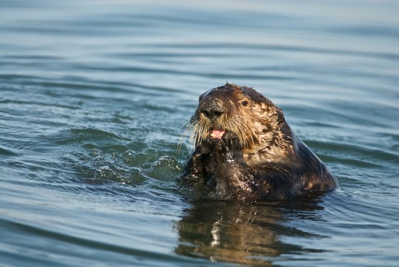 Otten, Otter, Ott