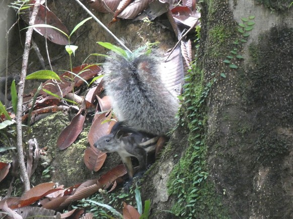 Borneo-Hörnchen