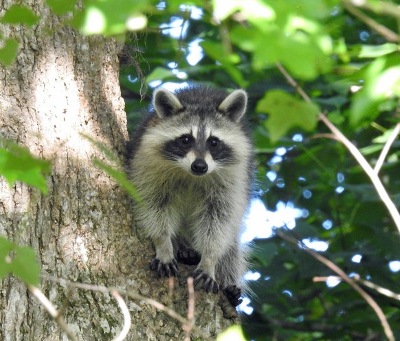 cute news animal tier waschbär trash panda

https://imgur.com/t/animals/CMJsyW2