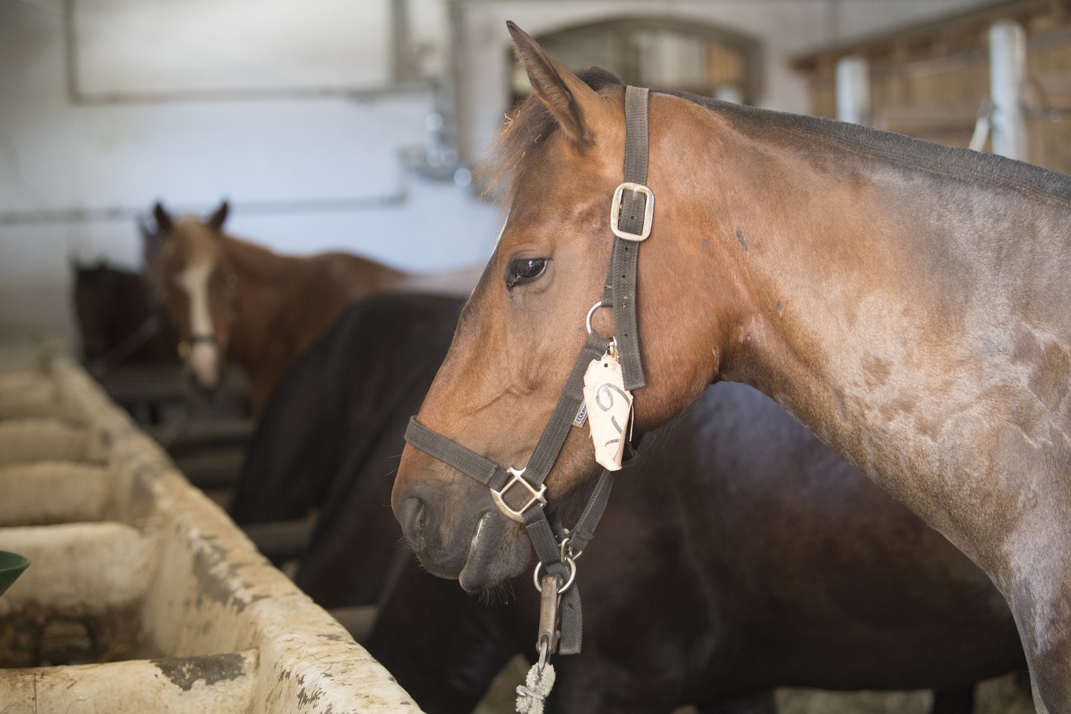 Die Pferde, warten im Stall, die aus der geschlossenen Pferdezucht des muttmasslichen Tierquaelers Ulrich K. ueberfuehrt wurde, auf der Anlage des Kompetenzzentrums Veterinaerdienst und Armeetiere, am ...