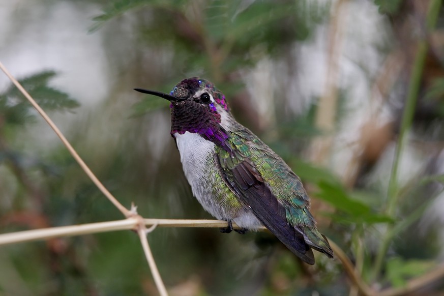 Männlicher Costakolibri (Calypte costae)