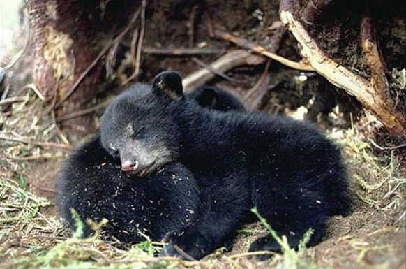 Kuschelnde Tiere