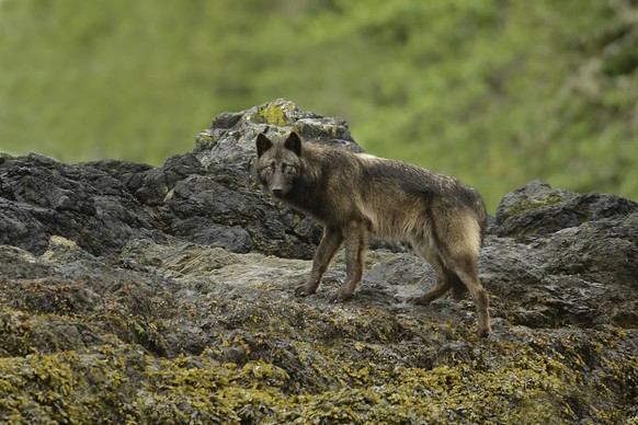 Vancouver Island wolf photographed on Vargas Island, west coast Vancouver Island, BC Canada PUBLICATIONxNOTxINxUSA Copyright: x xAllxCanadaxPhotosx 1990-13855102