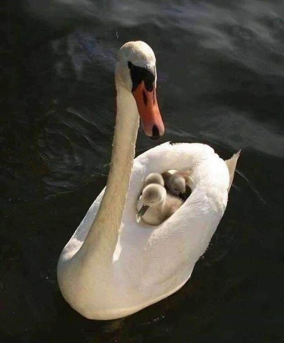 cute news animal tier schwan

https://www.facebook.com/theblessedimages/