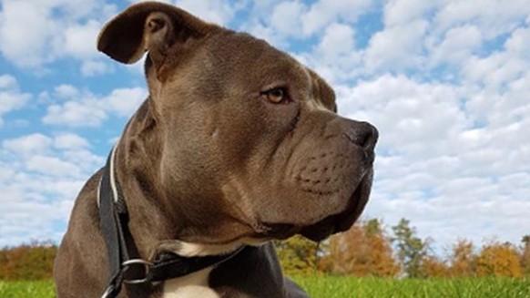 Hund Mash wurde aus dem Unterkulmer Tierheim gestohlen. Jetzt ist er wieder aufgetaucht – in der Ostschweiz.