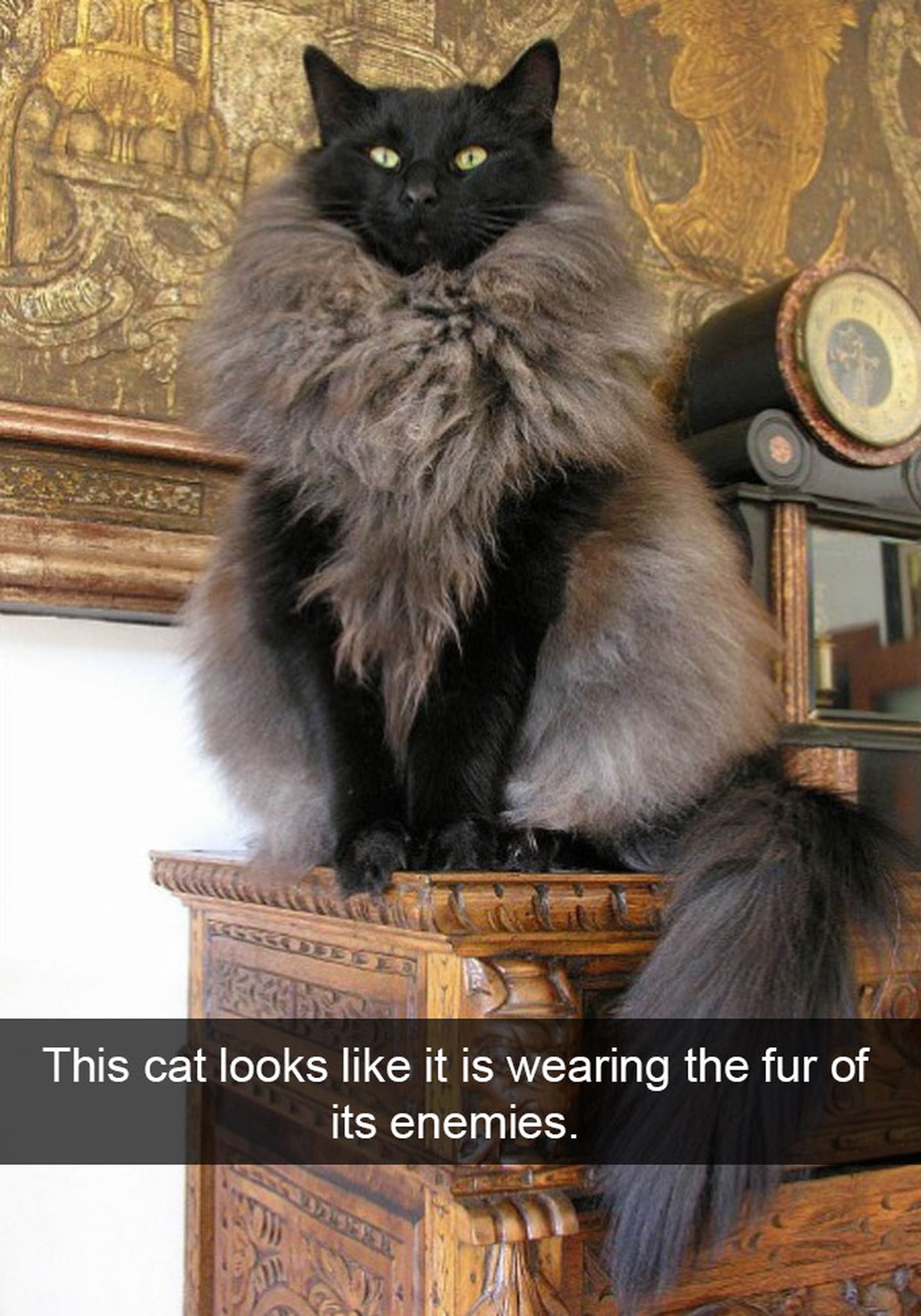 Snapchat: Pelz des Feindes
via http://static.boredpanda.com/blog/wp-content/uploads/2016/11/funny-cat-snapchats-36-5819b38978749__700.jpg
bild: http://i.imgur.com/cN3HwCX.jpg