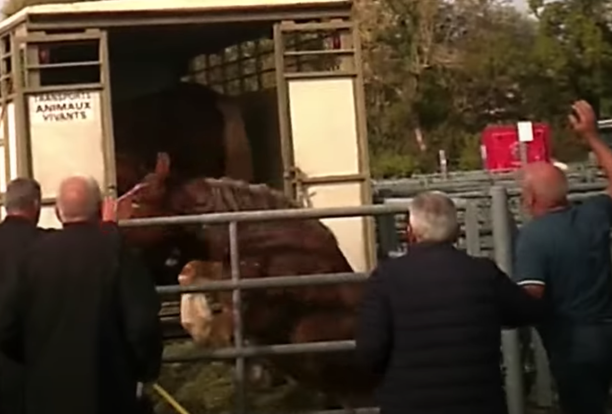 Les chevaux paniqués reçoivent d'innombrables coups de bâtons. Selon la Fondation Brigitte Bardot, les images sont majoritairement filmées en caméra cachée.