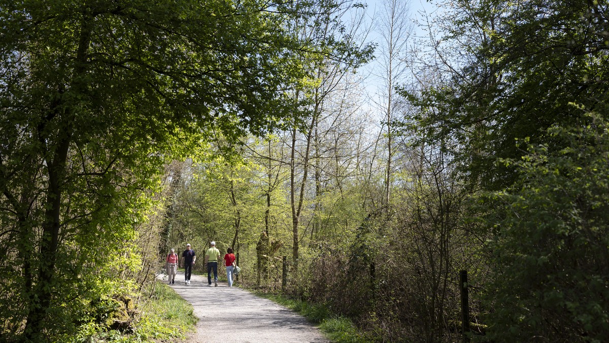 Forschende-berechnen-den-Schatten-jedes-Baumes-in-der-Schweiz