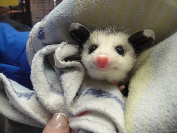 cute news tier possum

https://imgur.com/t/wholesome/cliim7y