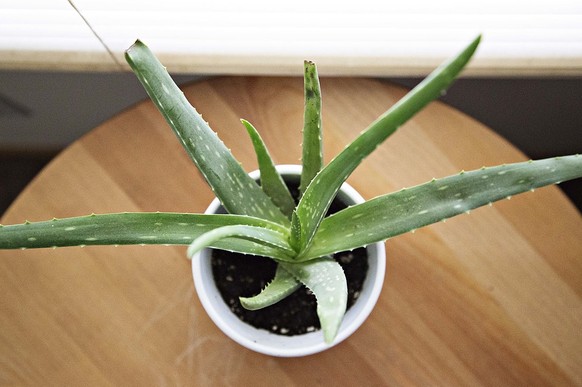 https://pixabay.com/de/aloe-vera-saftig-topfpflanze-918662/