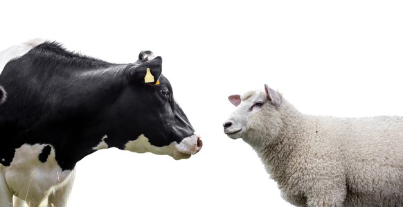 Wiederkäuer, Rind, Kuh, Schaf (Symbolbild)