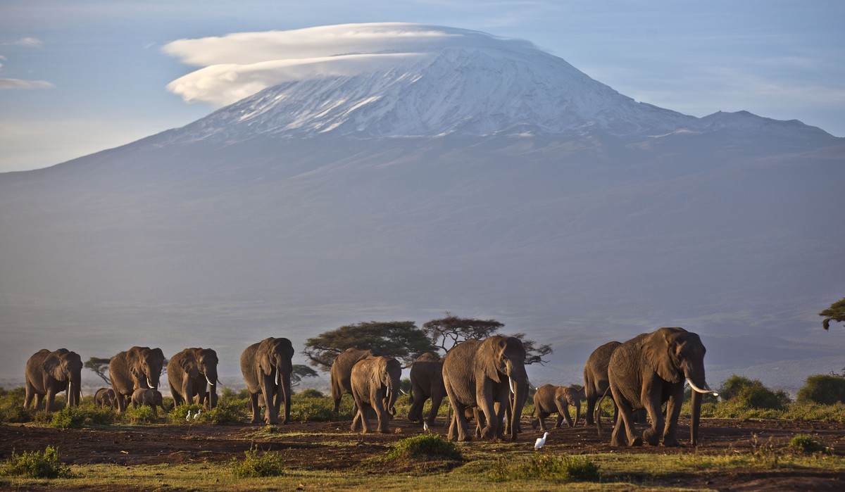 FILE - A herd of adult and baby elephants walks in the dawn light as the highest mountain in Africa, Mount Kilimanjaro in Tanzania, sits topped with snow and glaciers in the background, seen from Ambo ...