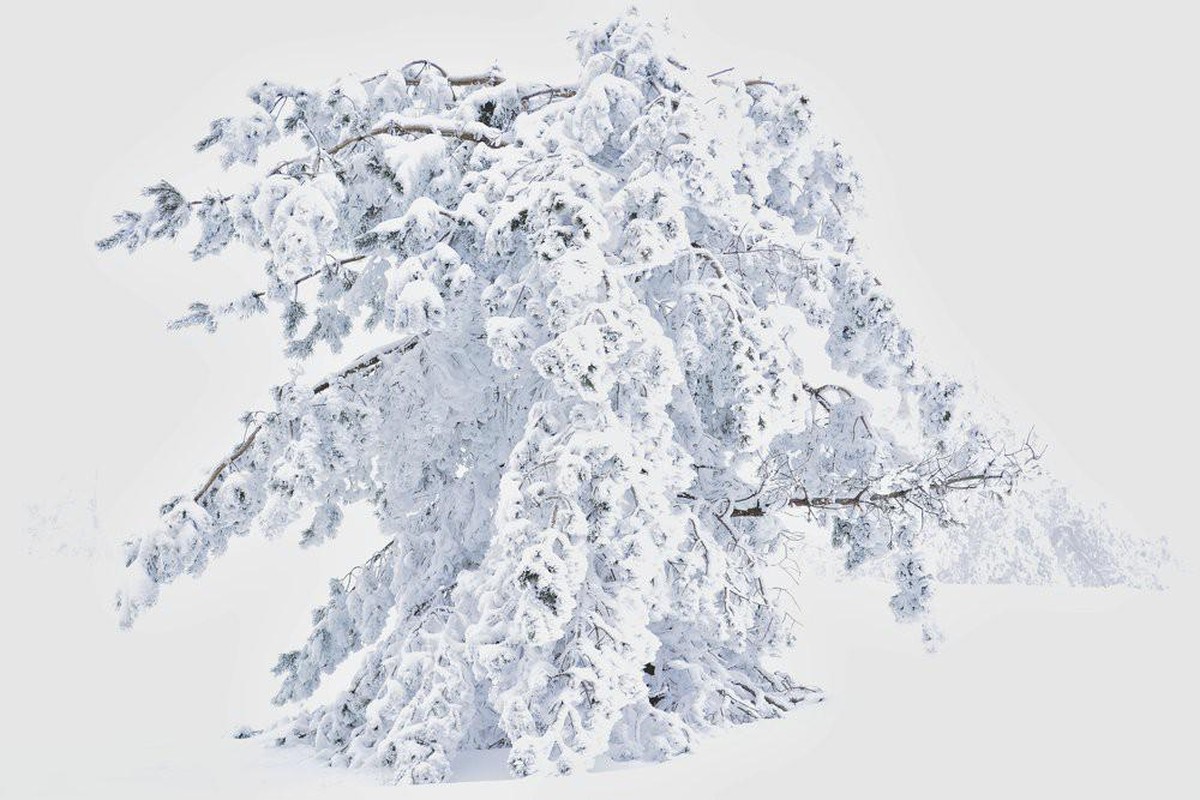 World Nature Photography Awards 2021: Plants and Fungi, 2. Platz, Vladislav Tasev, UK. Young pine, covered with snow, Central Stara Planina in Bulgaria.