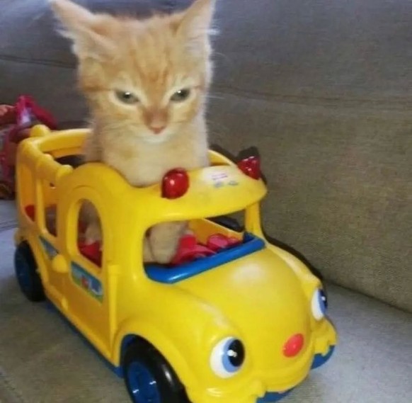 cute news tier katze

https://www.instagram.com/p/CjUQu8zOibQ
