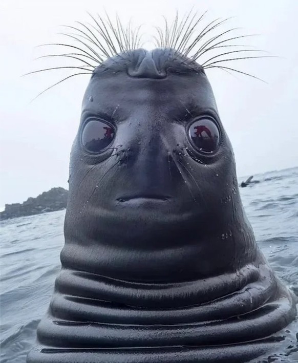 cute news tier seal robbe

https://www.reddit.com/r/lol/comments/12yxmbt/this_photo_of_a_seal/