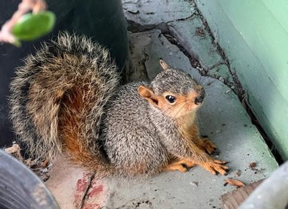 cute news animal tier eichhörnchen squirrel

https://www.reddit.com/r/squirrels/comments/xdrd9k/i_think_he_decided_to_adopt_us/