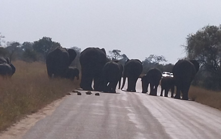 Diese Elefanten verursachten zum Glück lediglich einen kleinen Verkehrsstau.