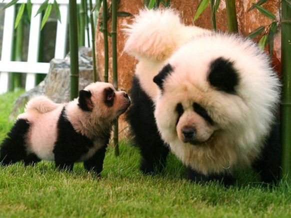 Hunde wären gerne Pandas