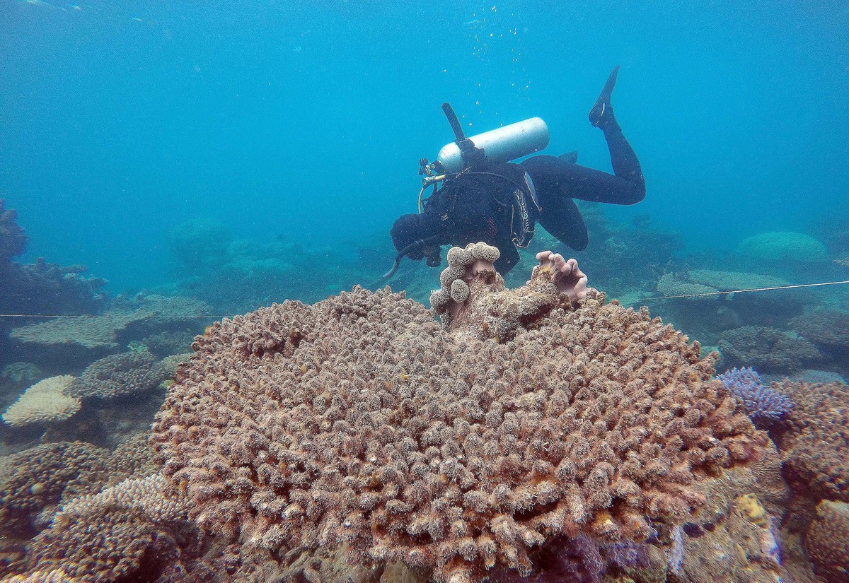 epa05651553 A handout picture taken in November 2016 and made available by the Australian Research Council (ARC) Centre of Excellence for Coral Reef Studies on 29 November 2016 shows scientists assess ...