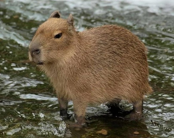 cute news animal capybara https://www.reddit.com/r/capybara/comments/13wjue3/capybara_in_deep_thought_in_the_river_probably/