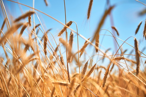 Roggen Ohren, Nahaufnahme. Roggenfeld im Sommer. Erntekonzept