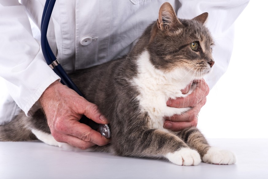 Wenn du das Quiz bestehst, darfst du dem Tierarzt deiner Katze assistieren