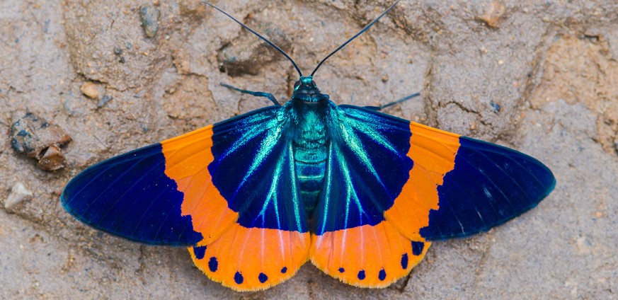 Motten sind neben den Schmetterlingen die Hauptleidtragenden vom grossen Insektensterben.