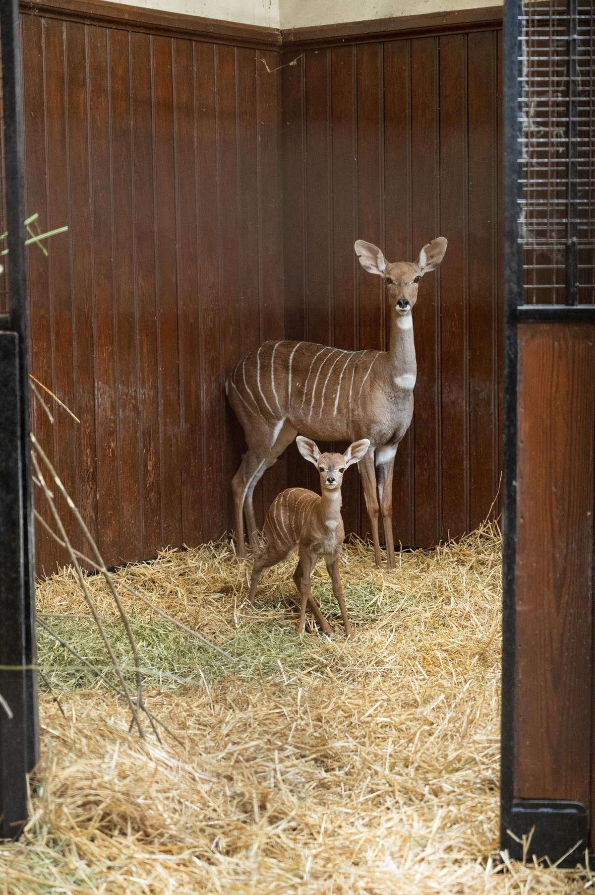 Kudu Baby Zoo Basel Zolli