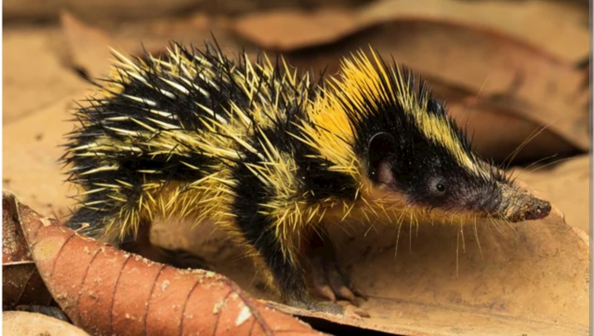 cute news tier eigentlicher streifentenrek

https://imgur.com/gallery/hello-imgur-today-i-am-shouting-biologist-this-is-lowland-streaked-tenrec-ScEAOhe#/t/aww